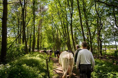 de koeien gaan de wei in