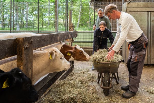 Koeien voeren