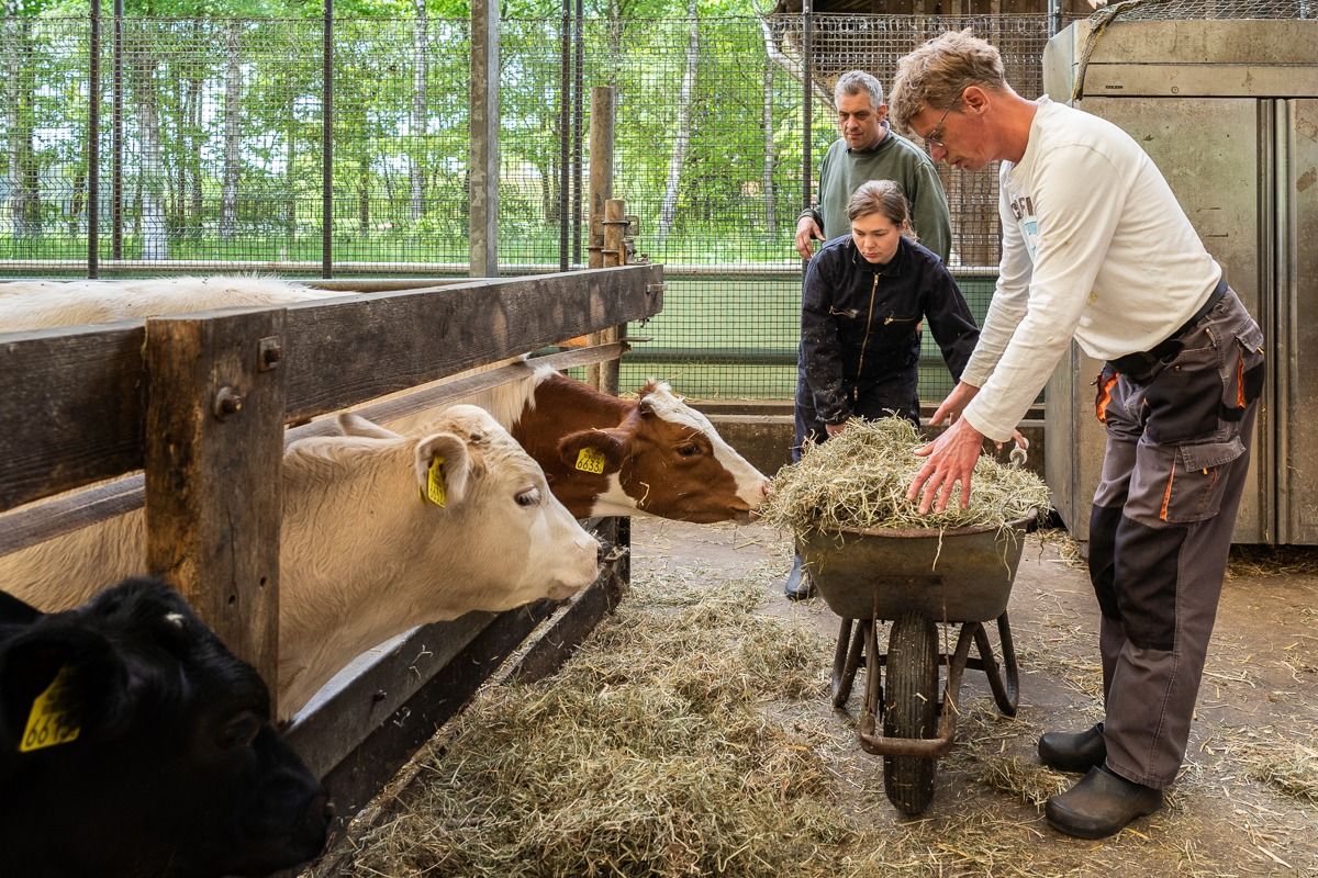 Koeien voeren